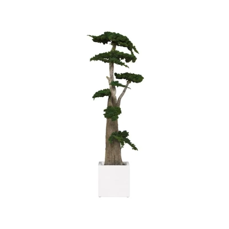 Vivaio Garden Forest - Pianta di Ginepro stabilizzata H160cm (No acqua no Manutenzione)