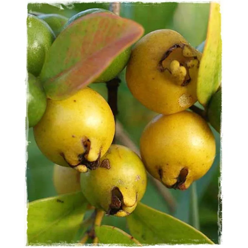 Vivaio Garden Forest - Pianta di Guava limone (Psidium guajava)