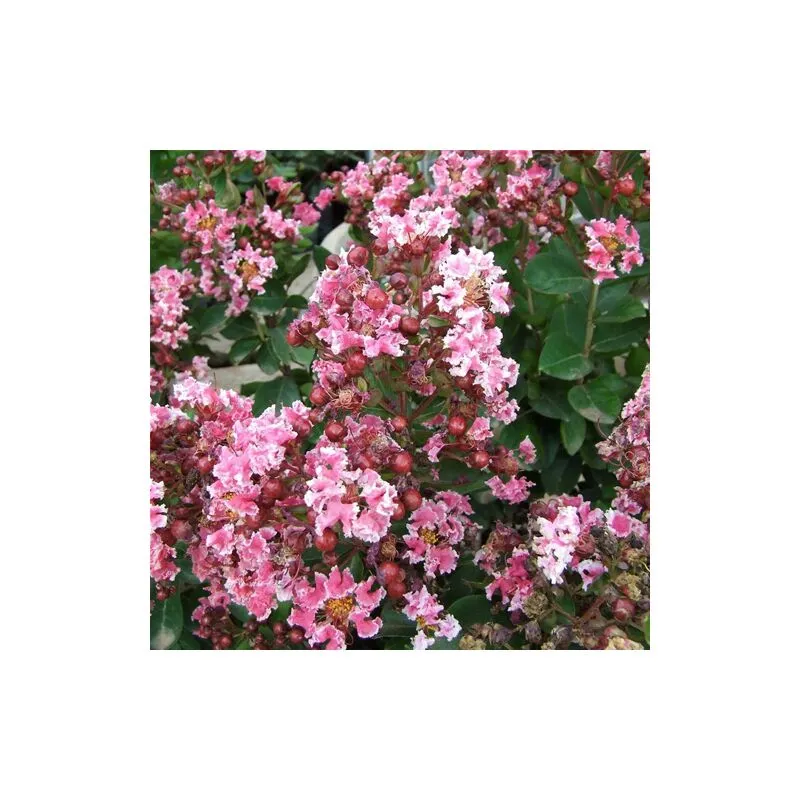 Lagerstroemia indica rosa variegata 'Berlingot Menthe' pianta in vaso 15 cm