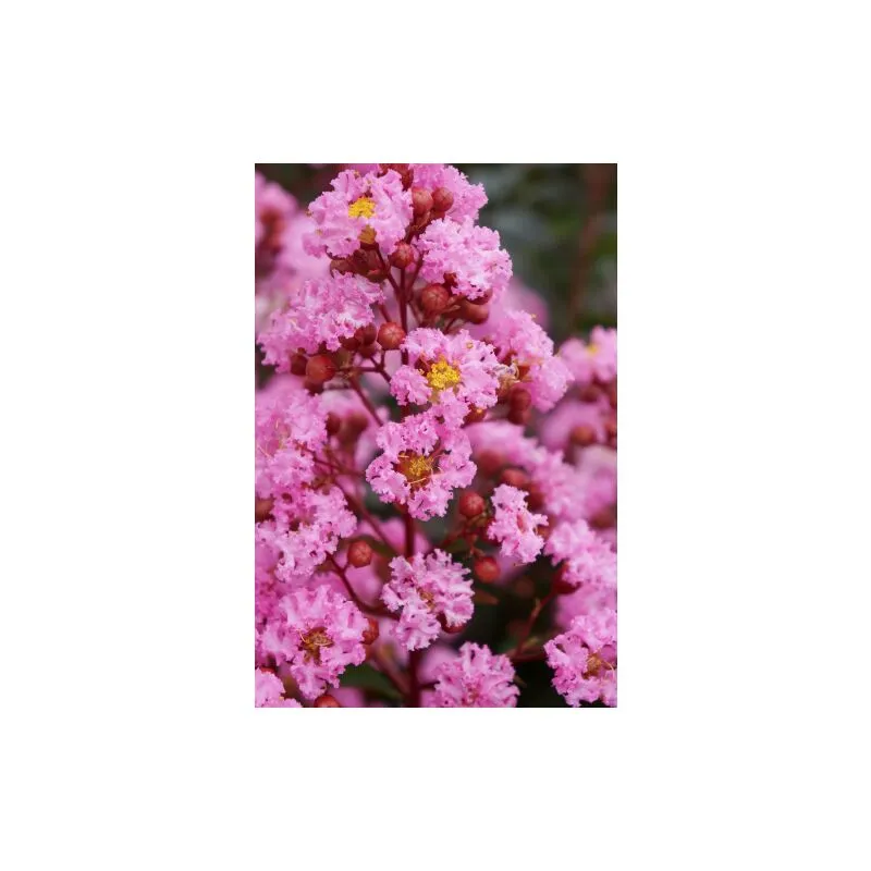 Lagerstroemia indica rosa 'Eveline' pianta in vaso 13 cm