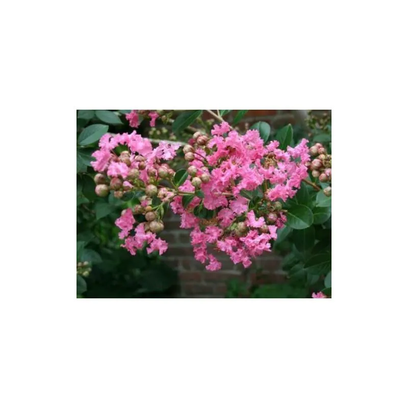 Lagerstroemia indica rosa 'Rosea Nova' pianta in vaso 13