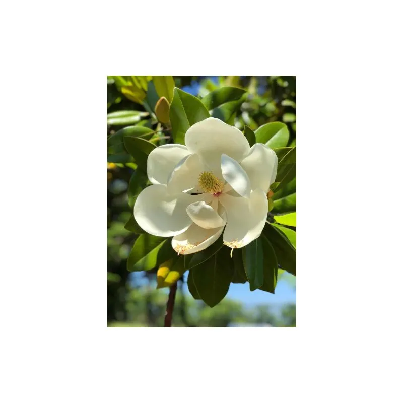 Magnolia grandiflora pianta in vaso 30 cm h. 100/125 cm 100/125 cm