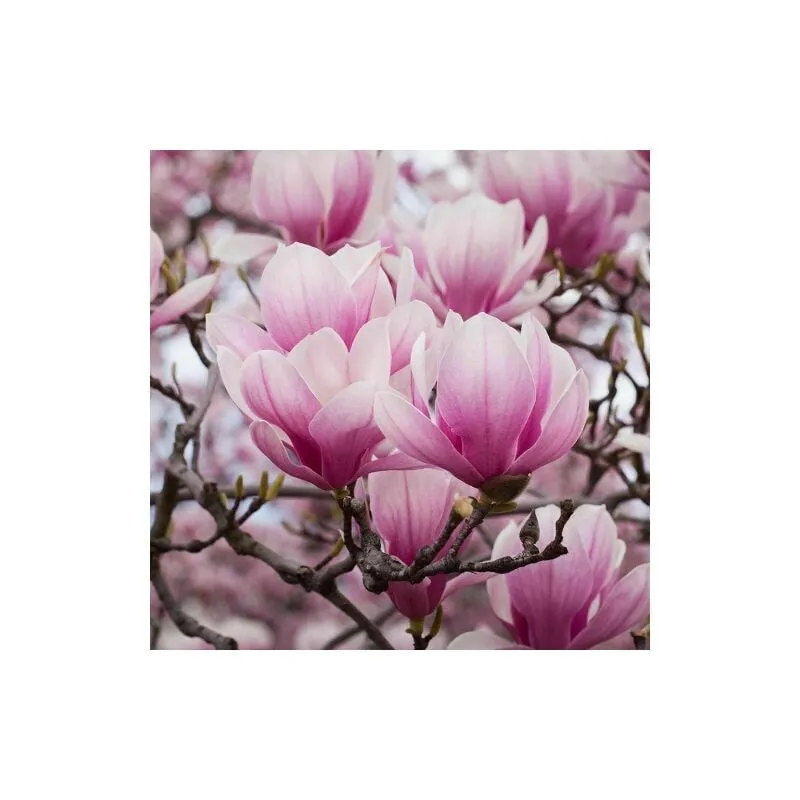 Vivaio Di Castelletto - Magnolia giapponese 'Magnolia soulangeana' pianta in vaso 24 cm h 120/150 cm