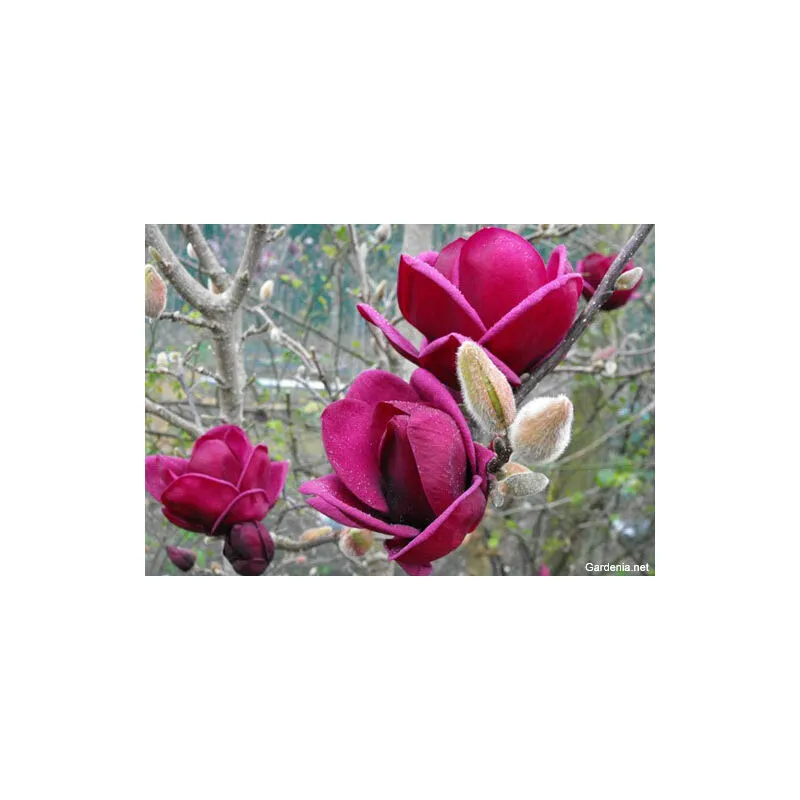 Vivaio Garden Forest - magnolia x genie vaso 18CM pianta da esterno h 80CM fiore rosso