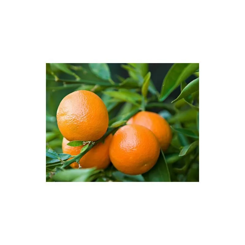 Vivaio Di Castelletto - Mandarino clementino 'Citrus x clementina' pianta in vaso agrumi di Sicilia