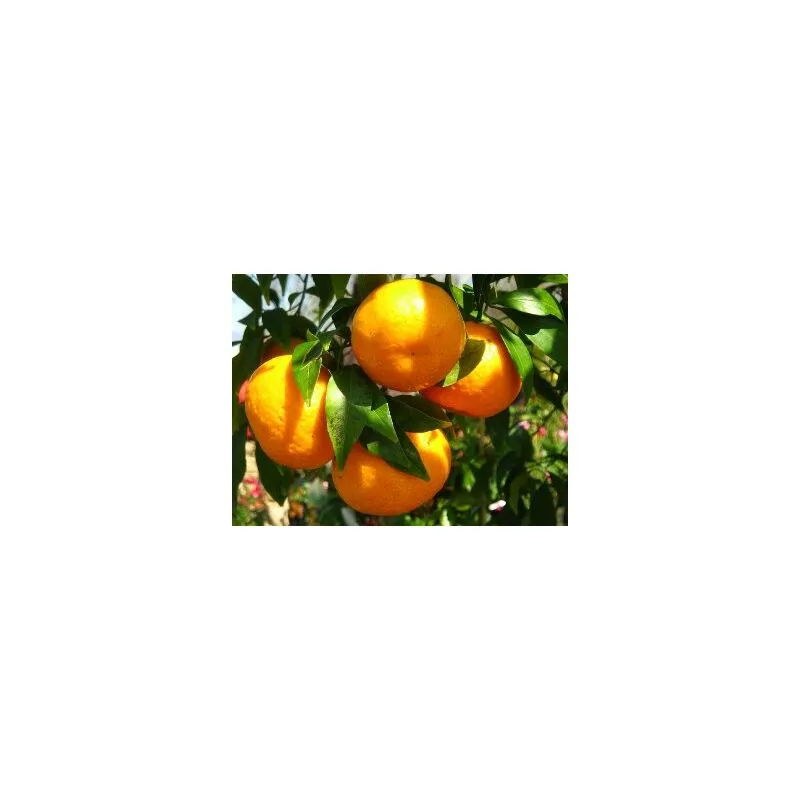 Vivaio Garden Forest - Pianta di Mandarino vaso 24cm