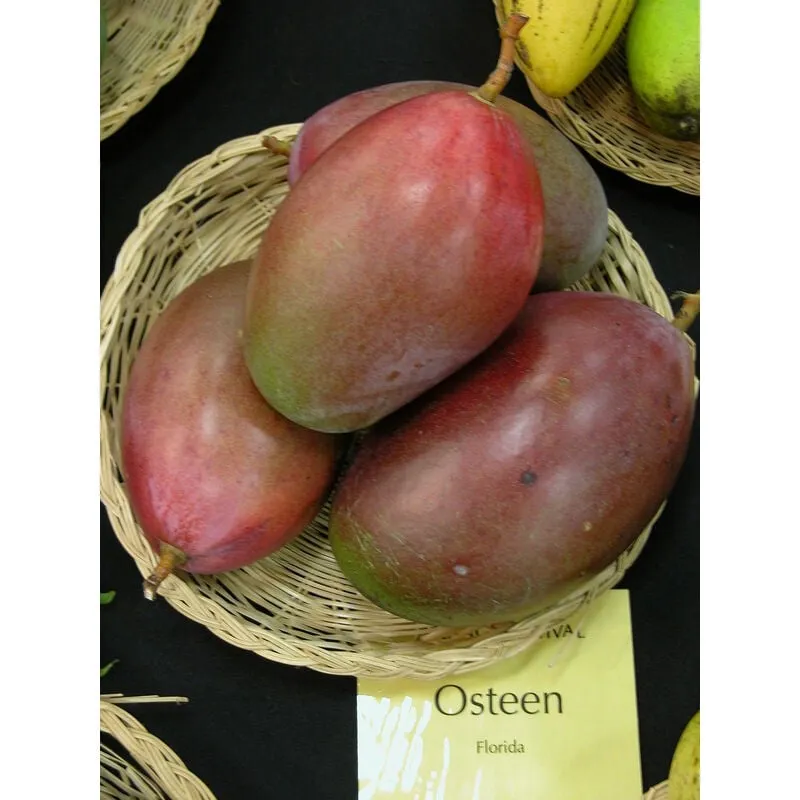 Vivaio Garden Forest - pianta di mango osteen mangifera indica innestata foto reali h 140CM