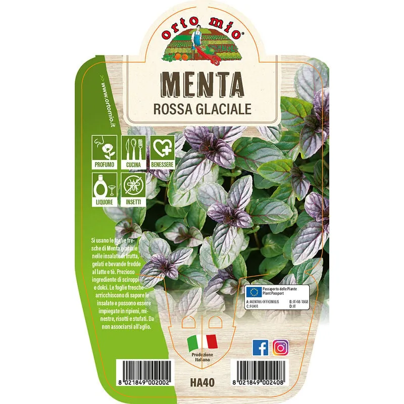  Menta Rossa Glaciale