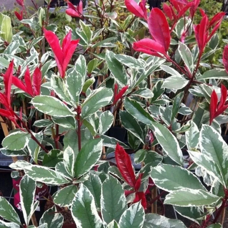 Amdgarden - Pianta di photinia variegata louise meclarlou cesp. h 70 cm vaso 18 foto reale