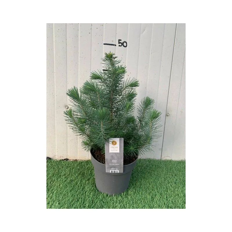 Vivaio Garden Forest - Pianta di Pinus Pinea Silver Crest Pino domestico h 45cm foto reali