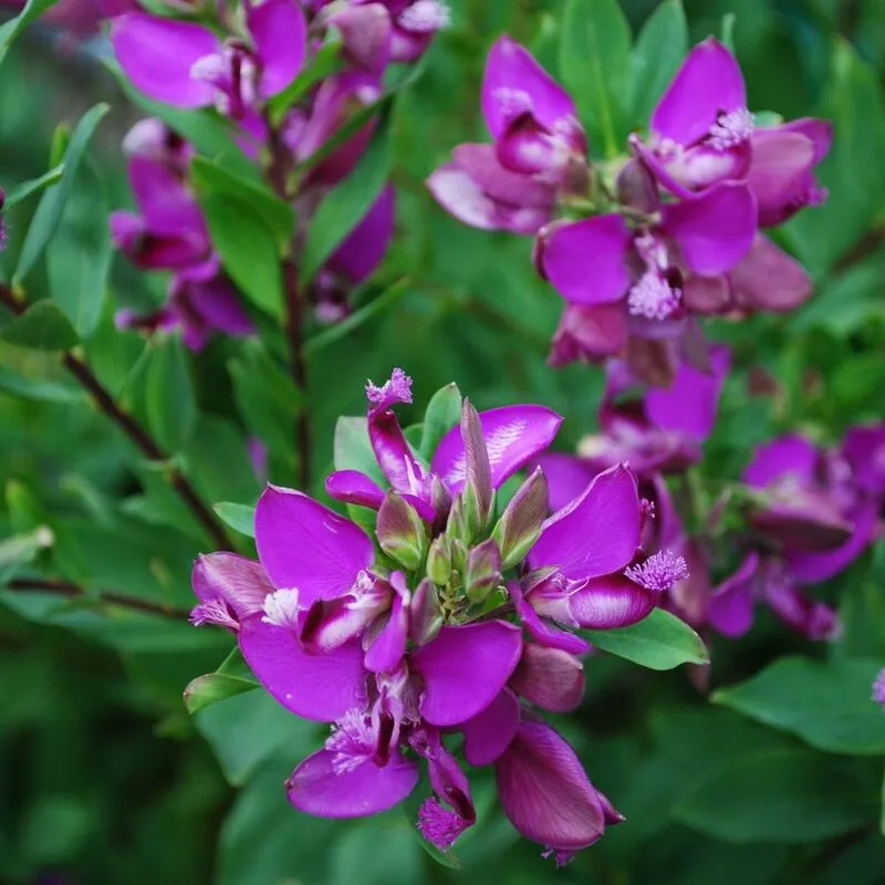 Pianta di Polygala Myrtifolia vaso 22cm