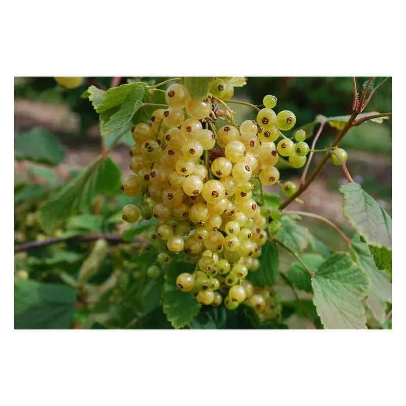 Pianta di Ribes Rubrum bianco vaso 18cm