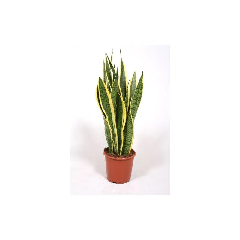 Vivaio Di Castelletto - Sanseveria 'Sansevieria laurentii' pianta in vaso 17 cm h. 50/70 cm