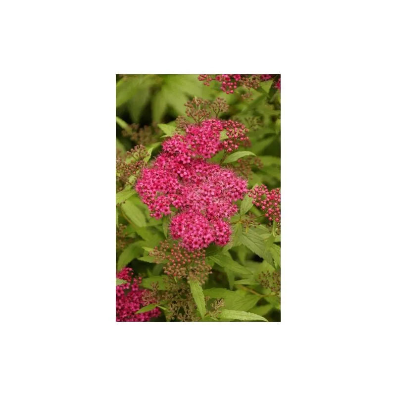 Spiraea japonica 'Dart's Red' pianta in vaso 14 cm