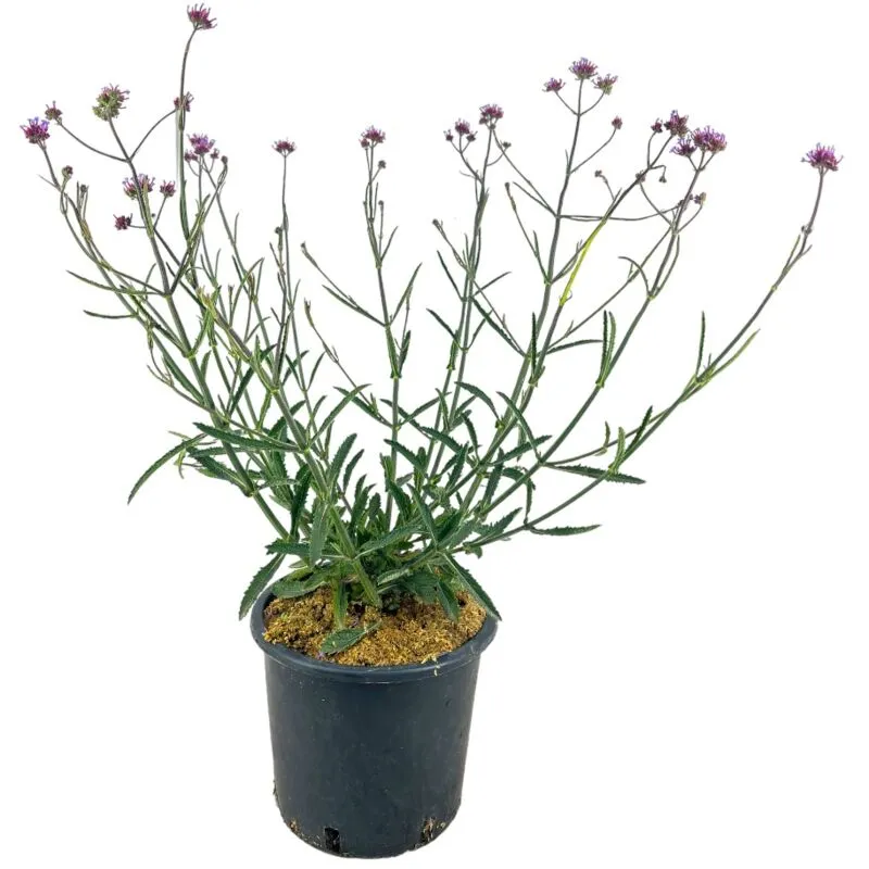 Amdgarden - Pianta di verbena bonariensis buenosaires viola H60CM vaso16 cm foto reale