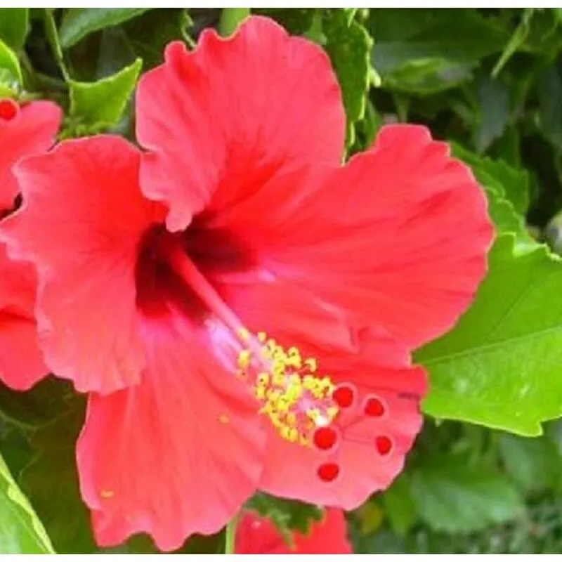 Pianta Hibiscus Rosa Sinensis Vaso: 18