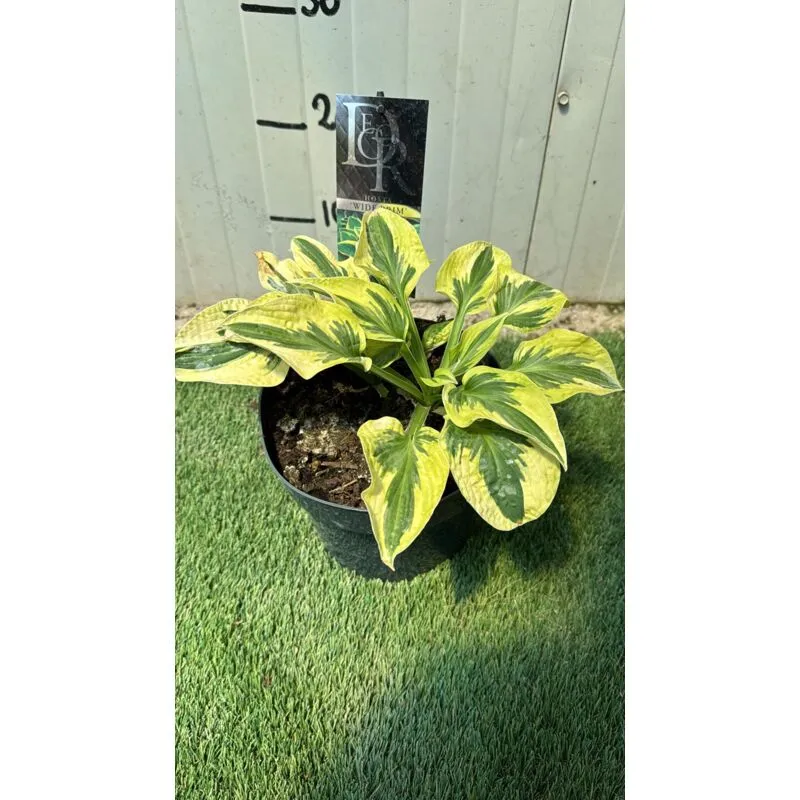 Pianta Hosta wide brim, h30cm vaso 20, foto reali