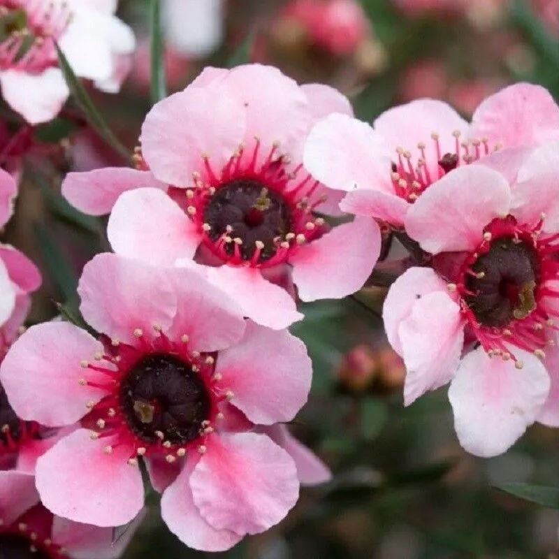 Pianta Leptospermum Scoparium