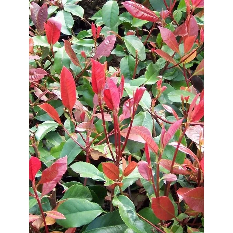 Pianta Photinia Nana Vaso: 18