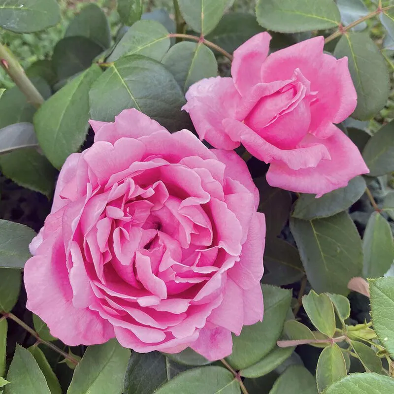 Vivaio Garden Forest - Pianta Rosa Enrico Caruso, foto reali