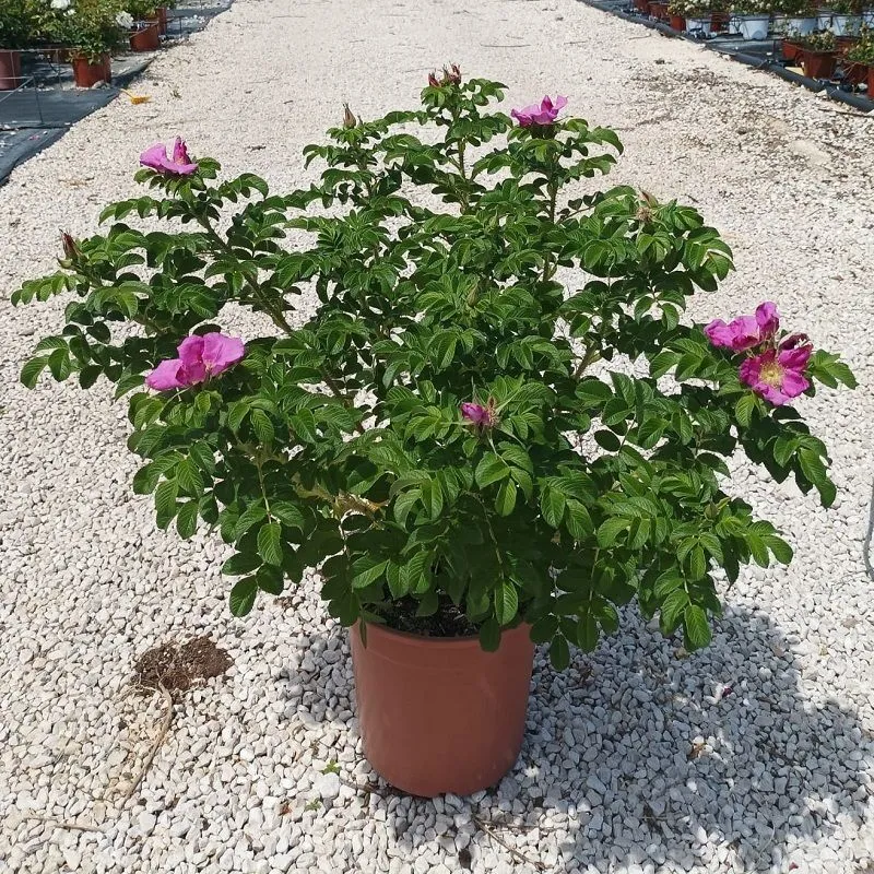 Pianteweb - Pianta Rosa Rugosa Vaso: 24