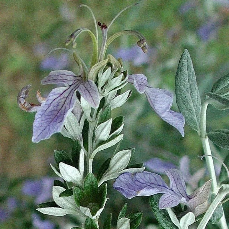 Pianta Teucrium Fruticans Vaso: 18