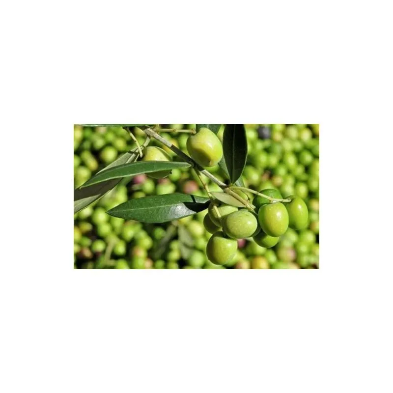 Ulivo Olivo varieta' Leccino 'Olea europea' pianta di 4 anni in vaso 5 lt mensa olio h 150/200 cm