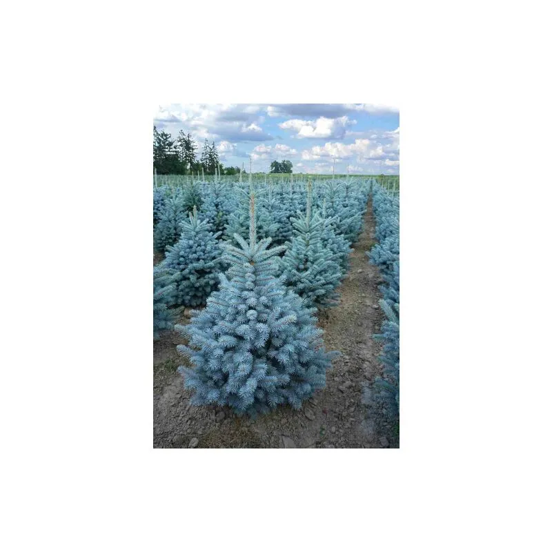 Abete blu pino argentato 'Picea pungens Super Blue Seedling' albero di Natale pianta in vaso 22 cm h. 30/40 cm