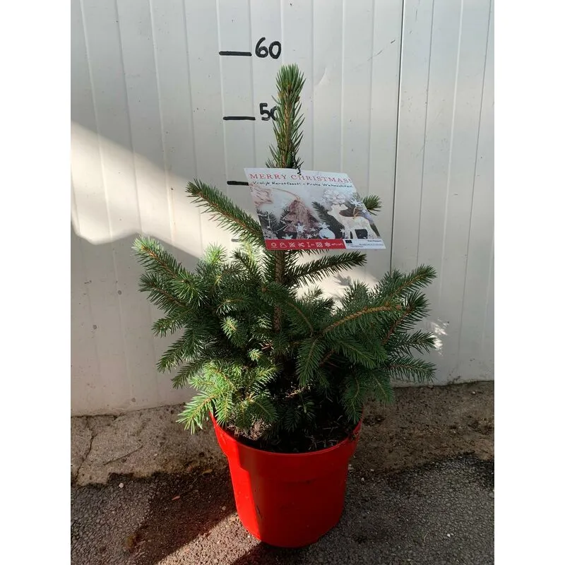 Picea punges super blue abete blu pino argentato vaso 19 H60cm foto reali