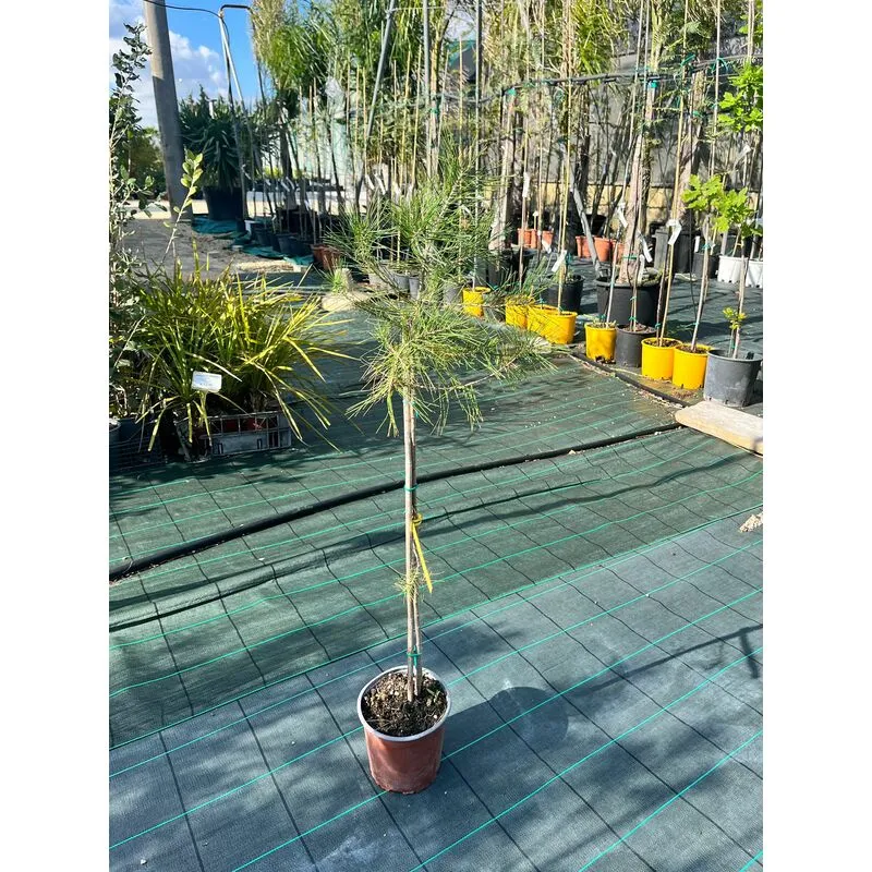 Mediterraneo Garden - Pinus Halepensis V9-pianta giovane