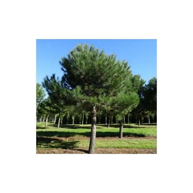 Vivaio Di Castelletto - Pino da pinoli domestico 'Pinus pinea' pianta in vaso da 2 litri h. 50/80 cm