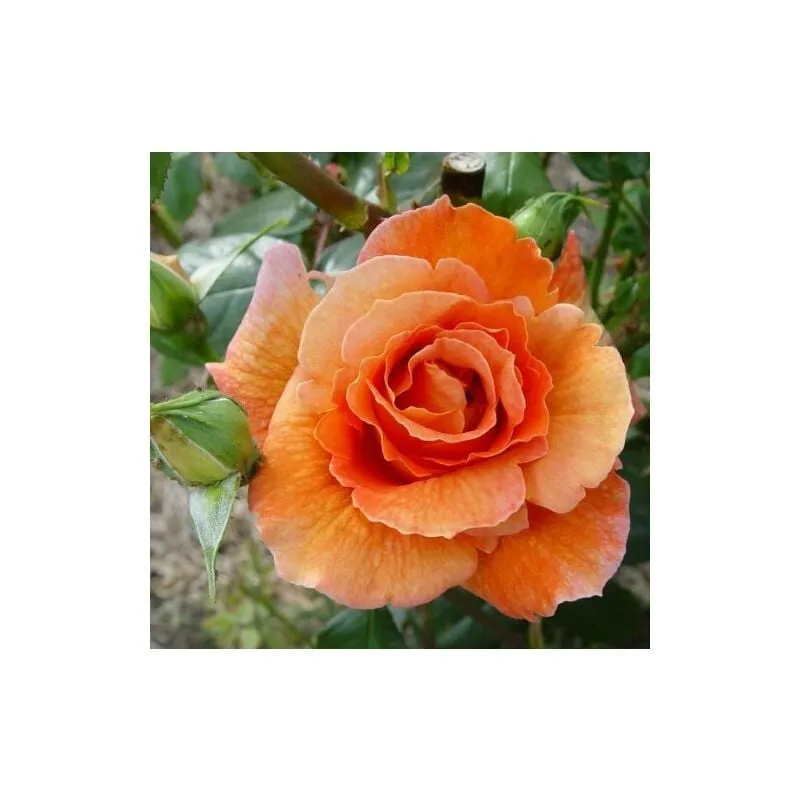 Vivaio Di Castelletto - Rosa rampicante arancione 'Bettina' bellissimo esemplare pianta di rose rifiorente arancioni in vaso 20 cm h. 2 metri circa