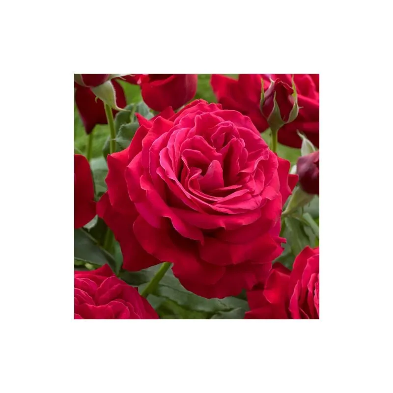 Vivaio Di Castelletto - Rosa rampicante rosso vermiglio bellissimo esemplare pianta di rose rifiorente rosse in vaso 20 cm h. 2 metri circa Dama di