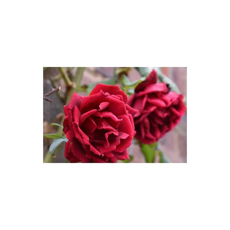 Vivaio Di Castelletto - Rosa rampicante rossa 'Crimson Glory' bellissimo esemplare pianta di rose rifiorente rosse in vaso 20 cm h. 2 metri circa