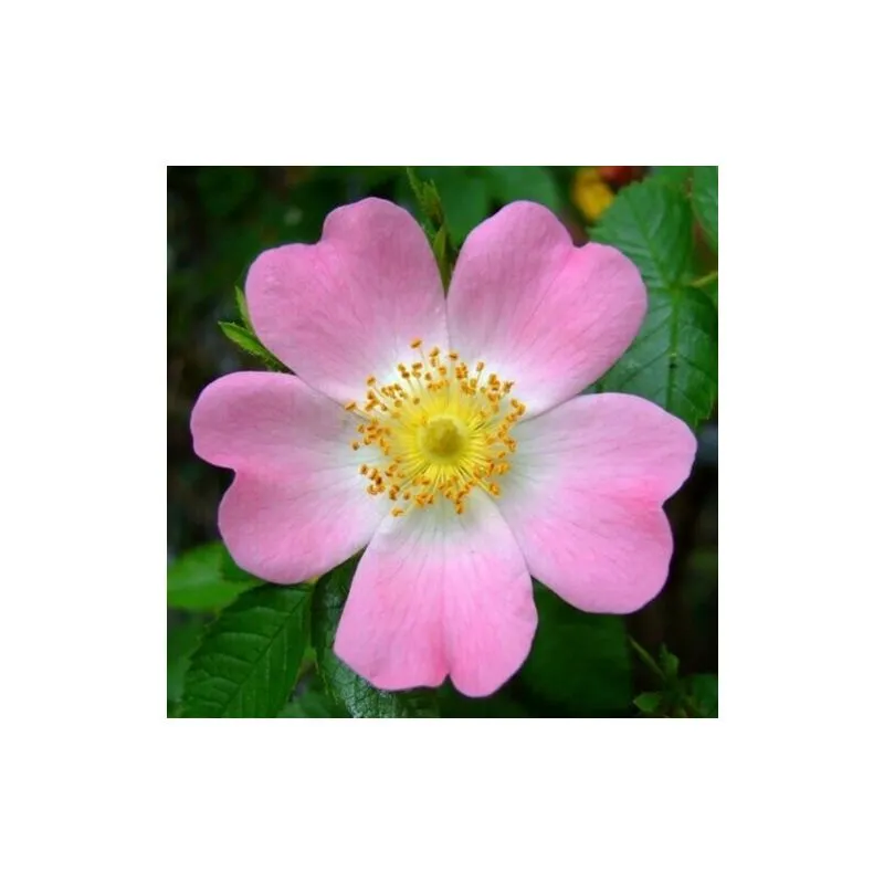 Vivaio Di Castelletto - Rosa selvatica 'Rosa canina' pianta di rose officinale in vaso 19