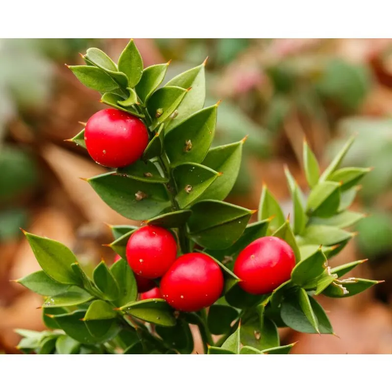 Ruscus Racemosa v17