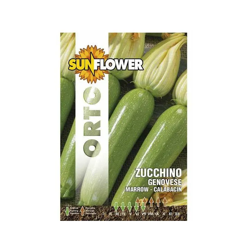 Sunflower - Sementi Zucchino Genovese