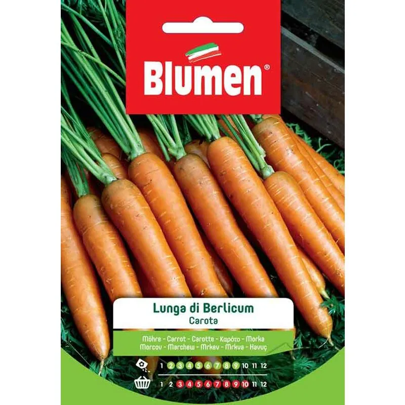 Semi di Carota Lunga di Berlicum - Blumen