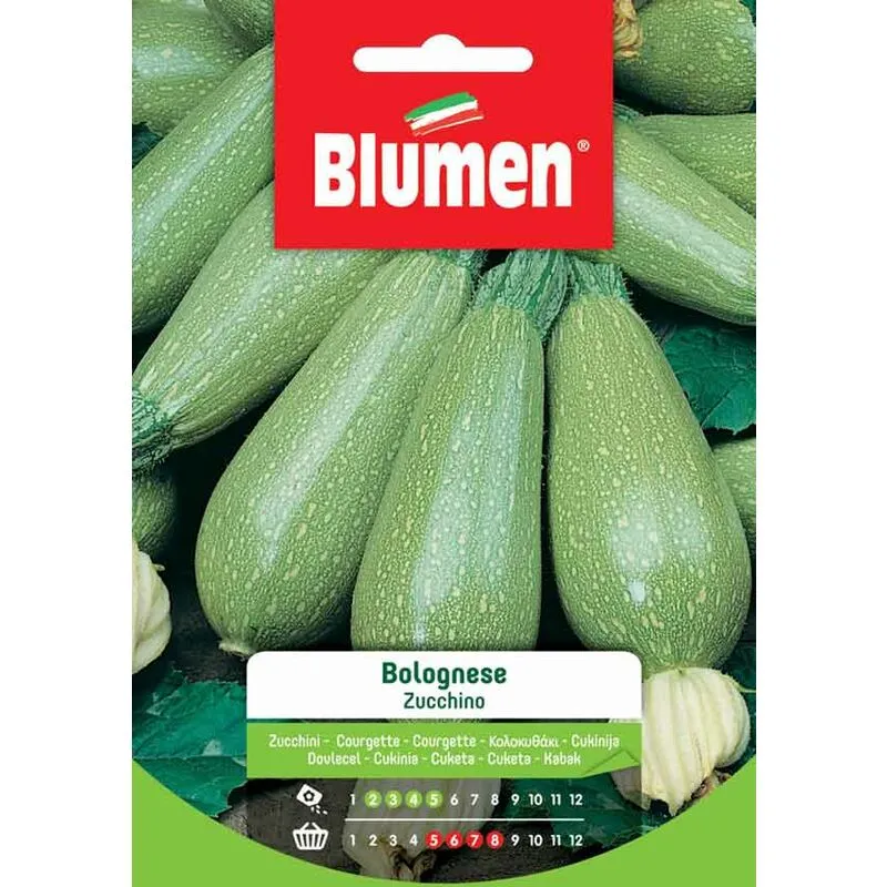 Semi di Zucchino Bolognese - Blumen