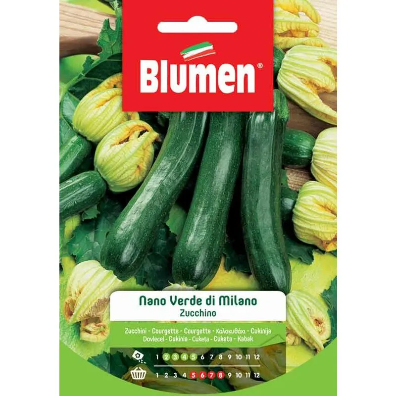 Semi di Zucchino Nano Verde di Milano - Blumen