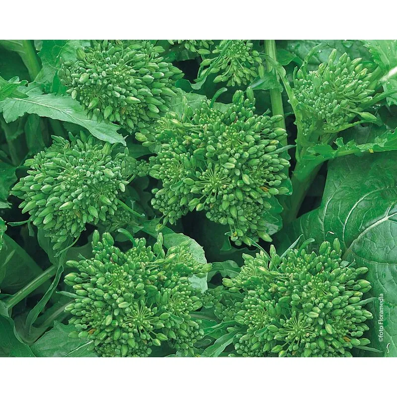 Blumen - Semi di Cima di rapa barese marzatica centoventina