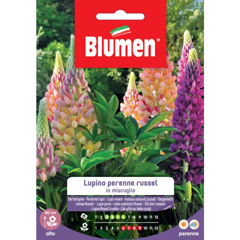 Semi di Lupino perenne Russel - Blumen