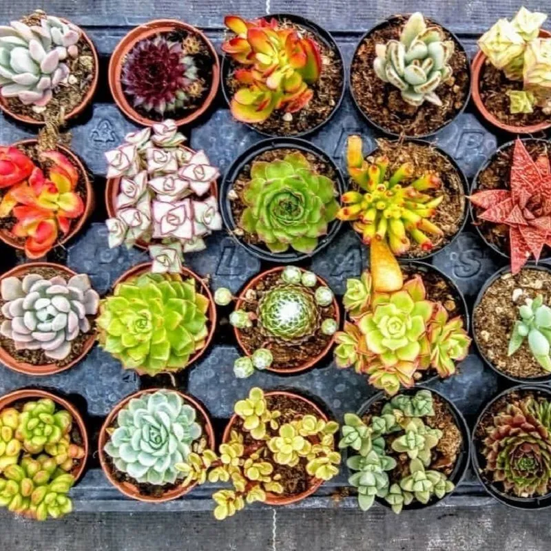 Pianteweb - Succulente Mix Numero Pezzi: 18pz