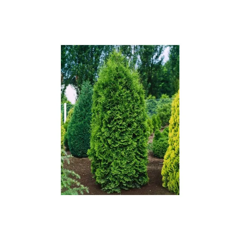 Thuja occidentalis 'Piramidalis Compacta' pianta in vaso 11 cm h. 30/50 cm