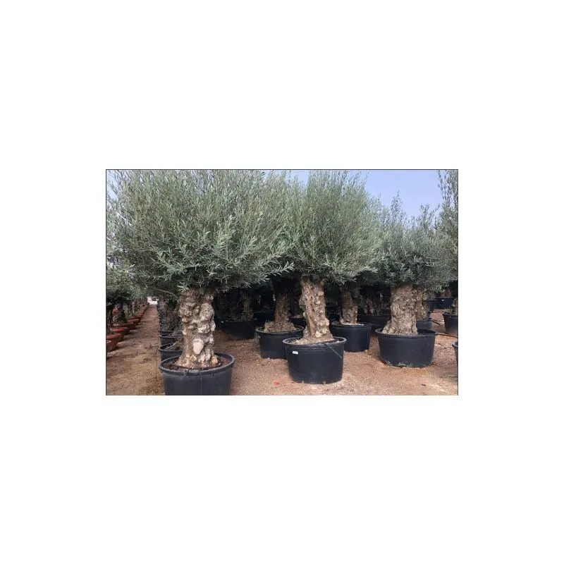 Ulivo olivo 'Olea europea' bonsai in mastello da 285 lt cfr. tronco 100/120 cm foto reali