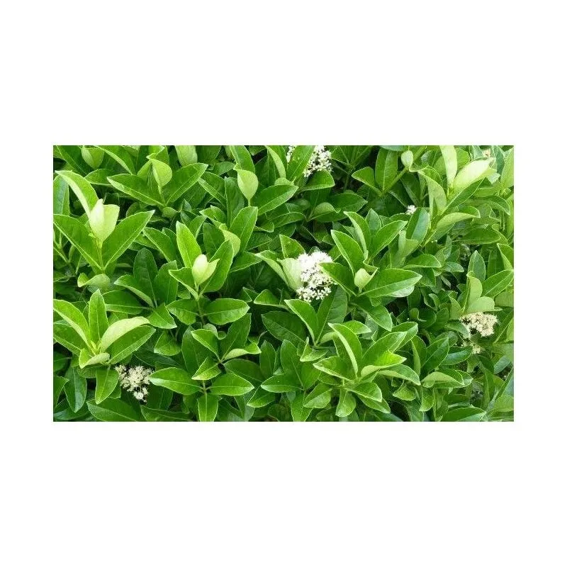 Vivaio Garden Forest - viburno lucido (viburnum lucidum) h 80CM piante per siepi