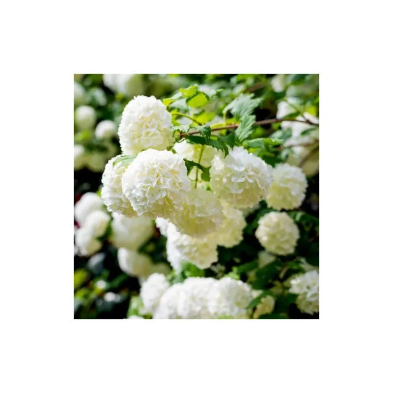 Vivaio Di Castelletto - Viburno palla di neve 'Viburnum opulus roseum' pianta da siepe in vaso 17 cm