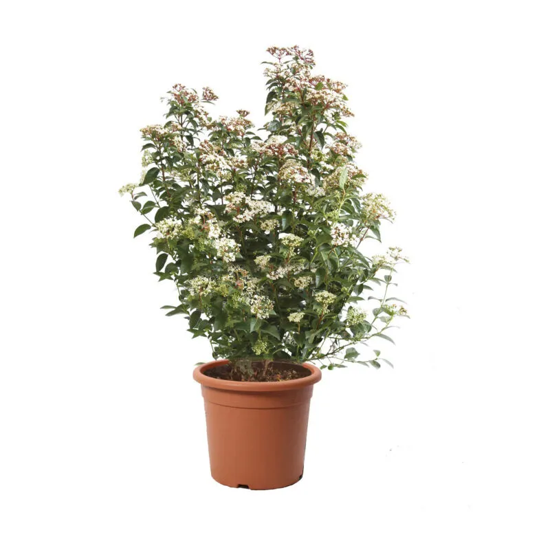 Viburnum Tinus 'Eve Price' - Pianta di Viburno - Piante Vere da Esterno Sempreverdi Resistenti - Pianta da Siepe - h 60-80 Vaso ø 24 cm