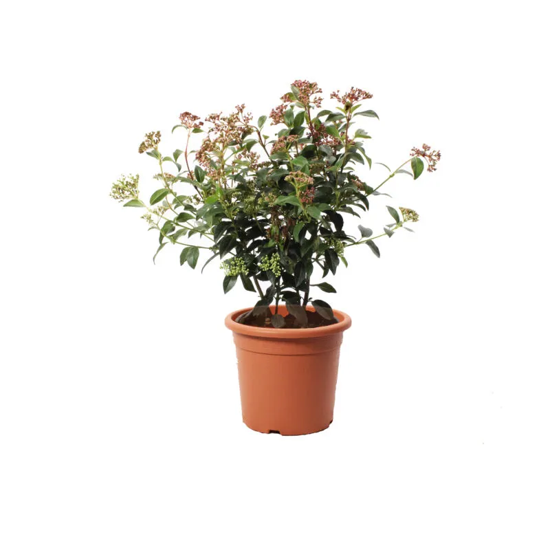 Viburnum Tinus 'Eve Price' - Pianta di Viburno - Piante Vere da Esterno Sempreverdi Resistenti - Pianta da Siepe - h 40-50 cm Vaso ø 18 cm