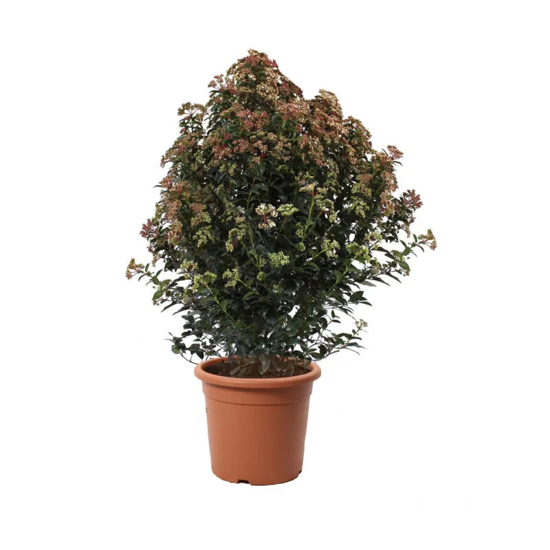 Viburnum Tinus 'Eve Price' - Pianta di Viburno - Piante Vere da Esterno Sempreverdi Resistenti - Pianta da Siepe - h 100-125 cm Vaso ø 30 cm